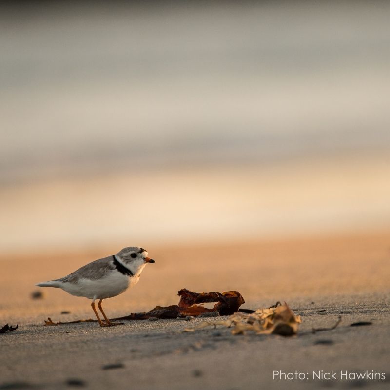 closeup of a tiny piping plover on West Mabou Beach