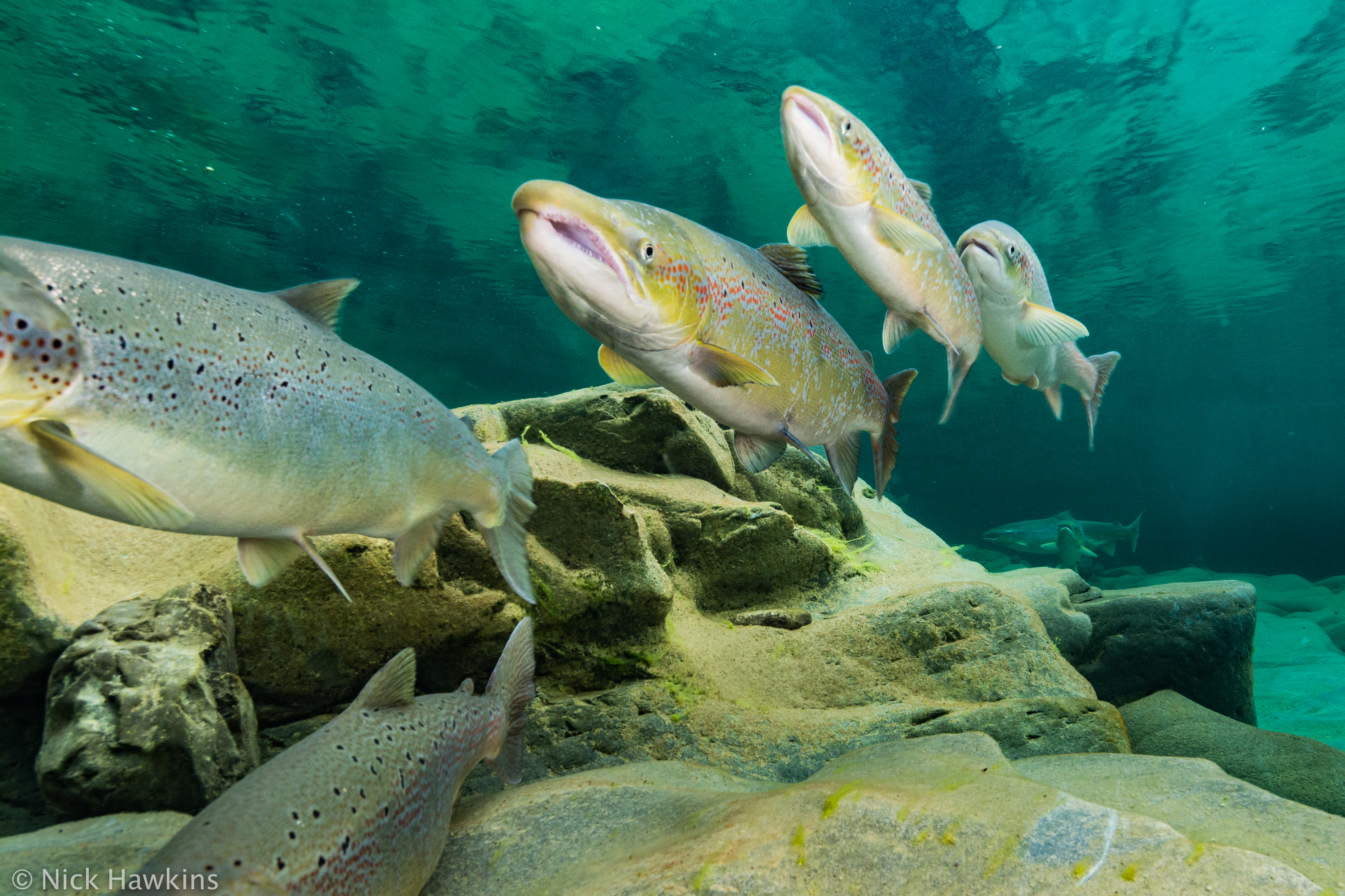 A group of wild salmon swim along the ocean floor.