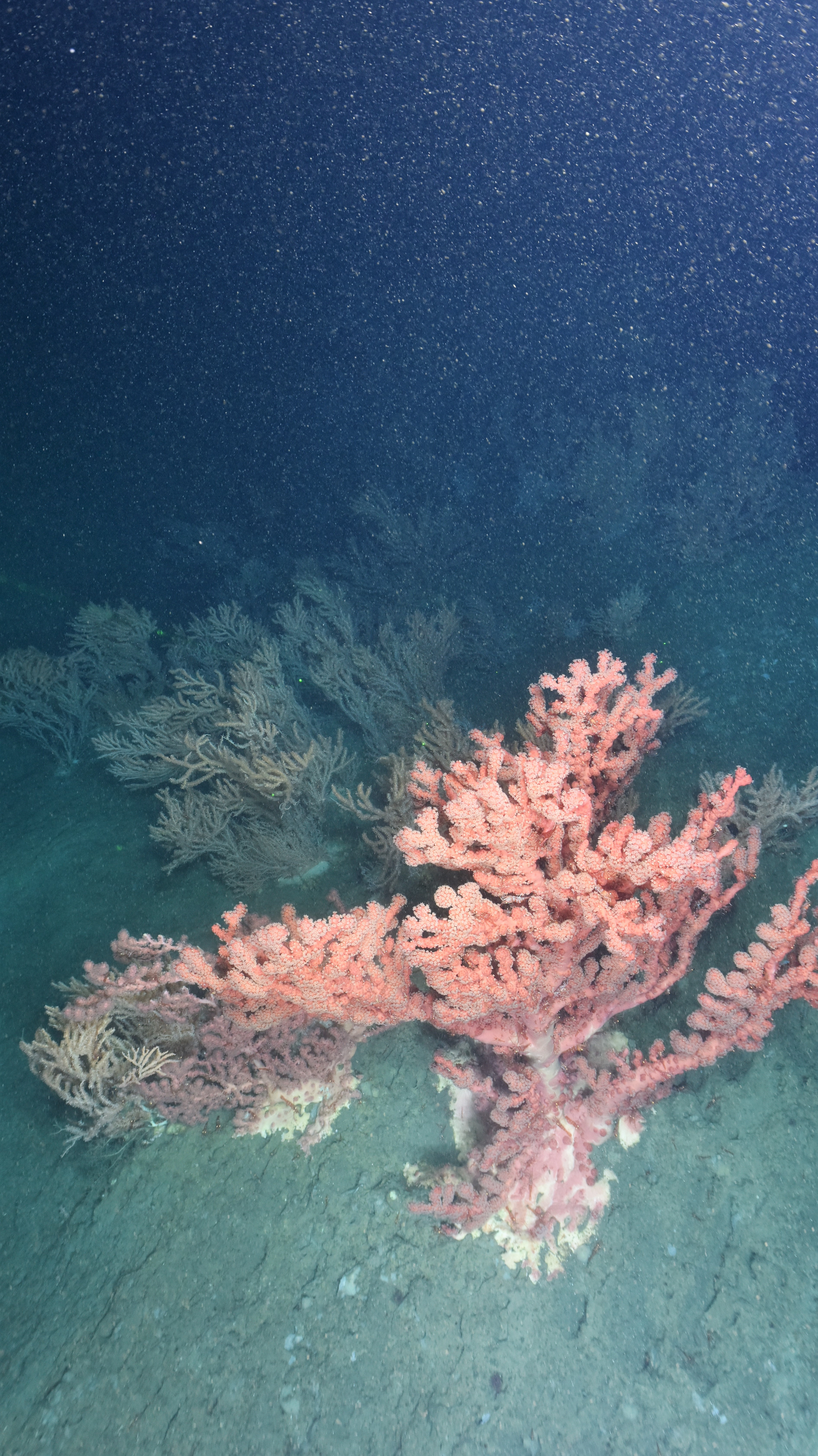 A pink-coloured cold-water coral is seen on the ocean floor in the foreground, with many others in the background.