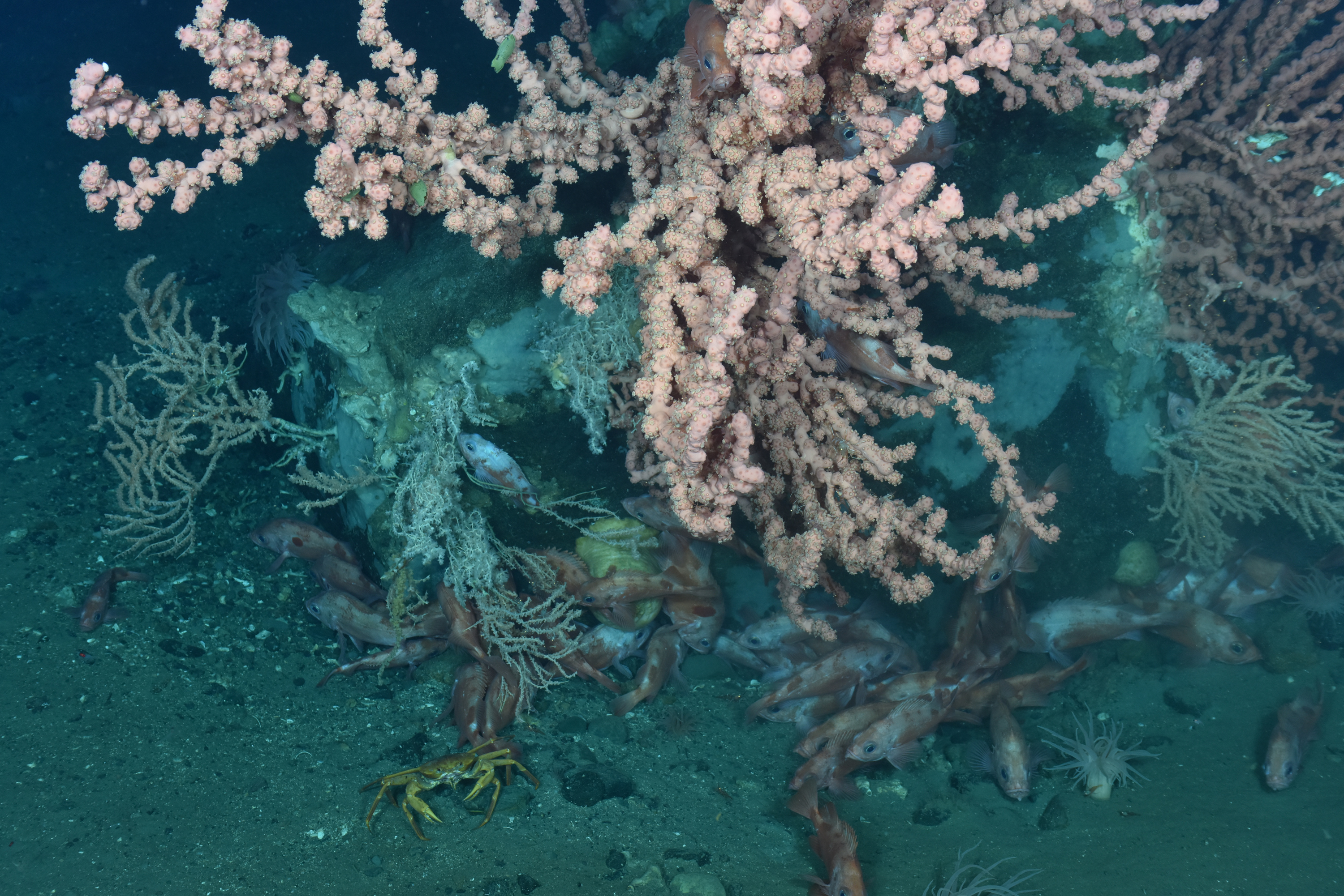 A variety of sea life including small fish and a crab cluster around cold-water coral on the ocean floor.
