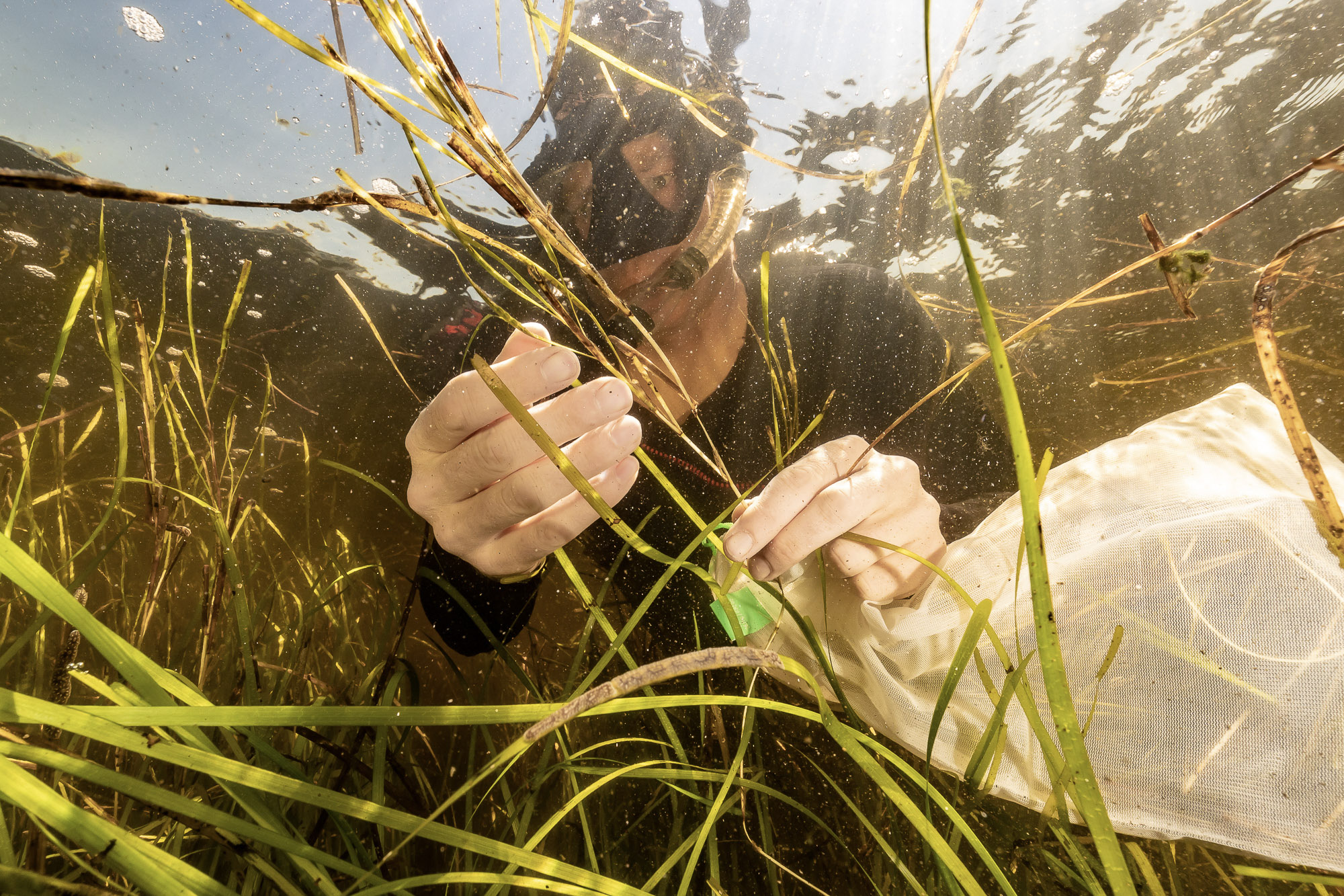 A person with a mask and snorkel holds a bundle of eelgrass underwater, along with a mesh-like bag