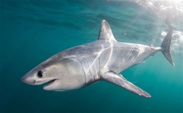 A grey shark swims in greenish-blue waters, with the sun’s rays visible behind its tail.