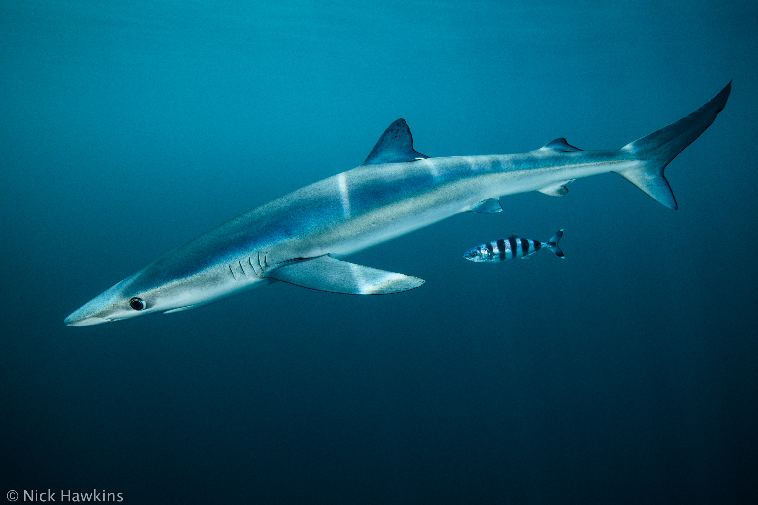 A blue shark swims alongside a smaller fish.