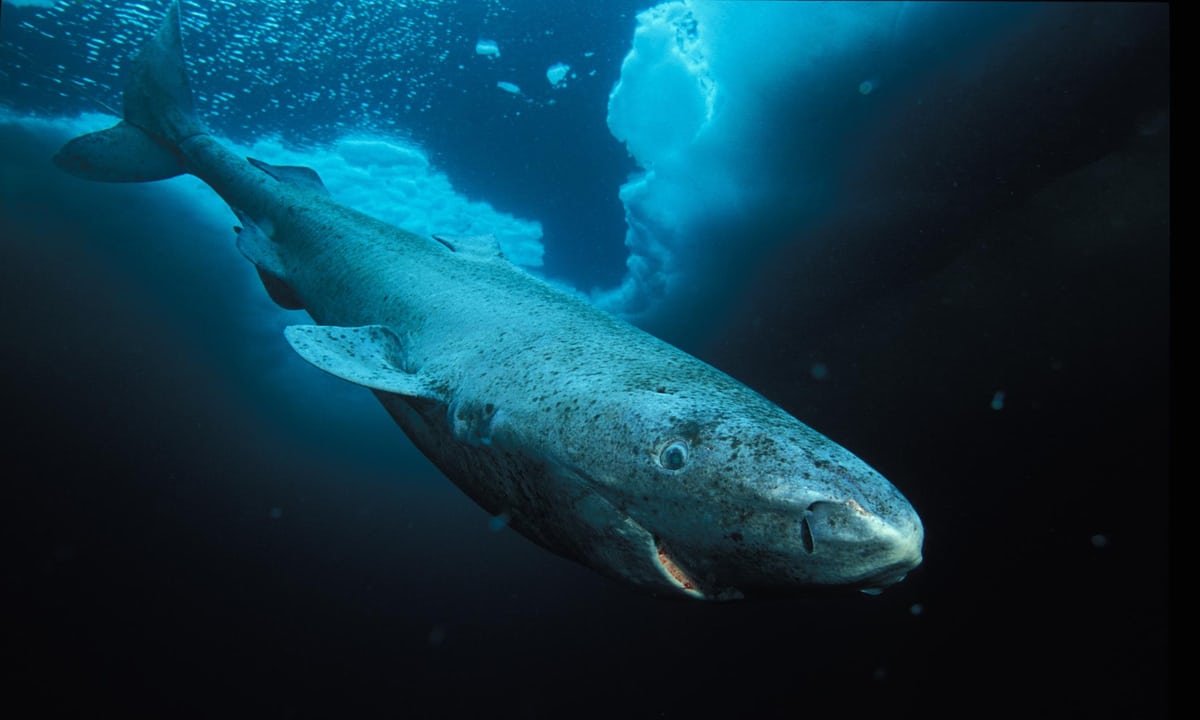  A Greenland shark descends in the water. Above the shark, the water is semi-covered in ice.