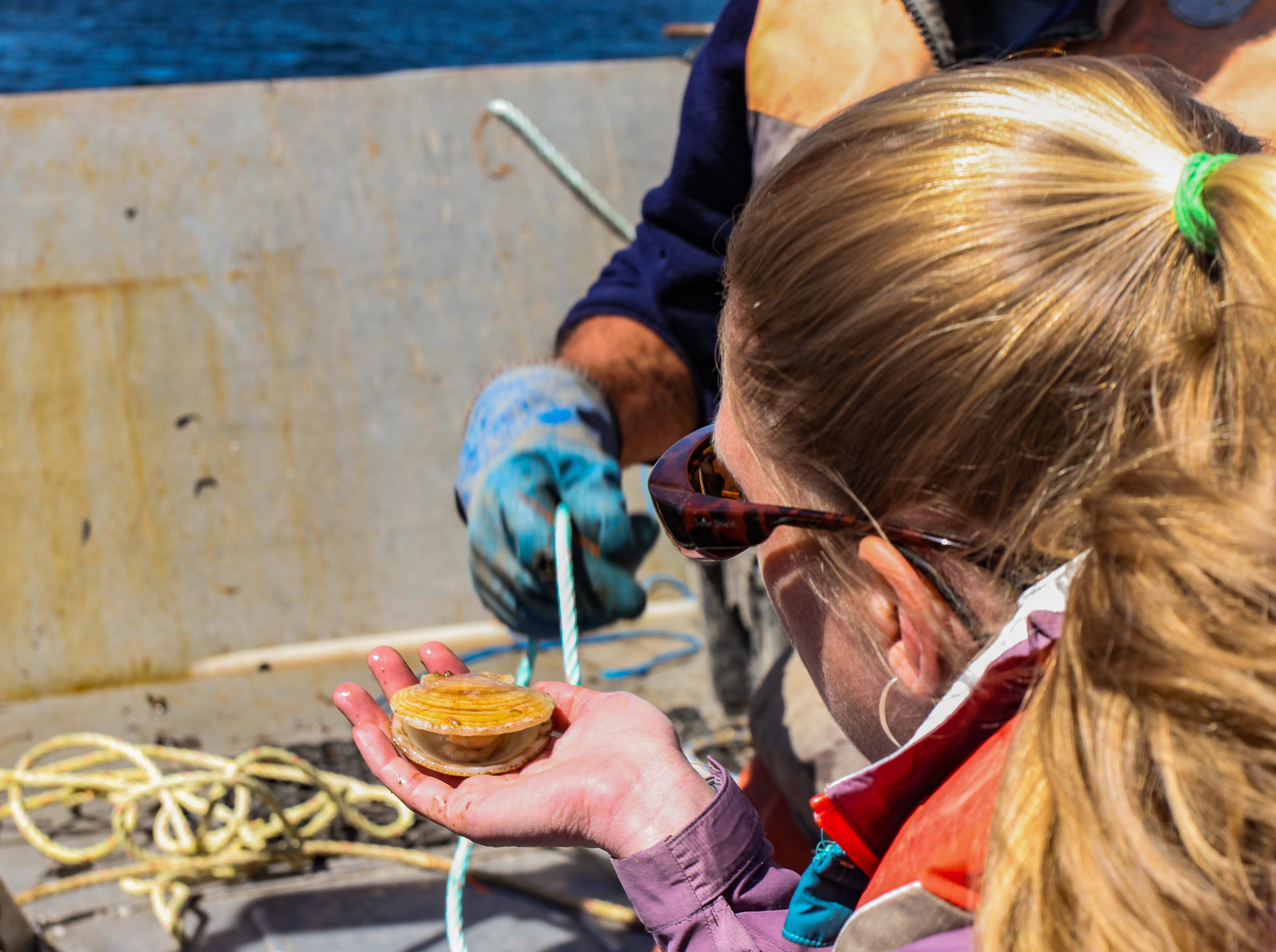  Onboard a boat, one person holds a scallop shell, while another person holds a rope in a gloved hand.