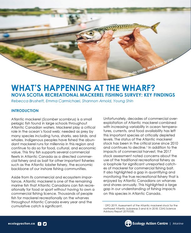 Cover of the What’s Happening at the Wharf report including a photo of two hands holding a fish aloft.