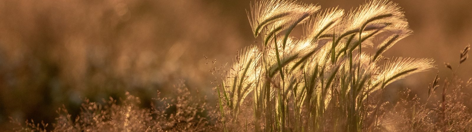 grass in the sunlight