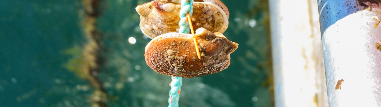 shell fish attached to a rope.