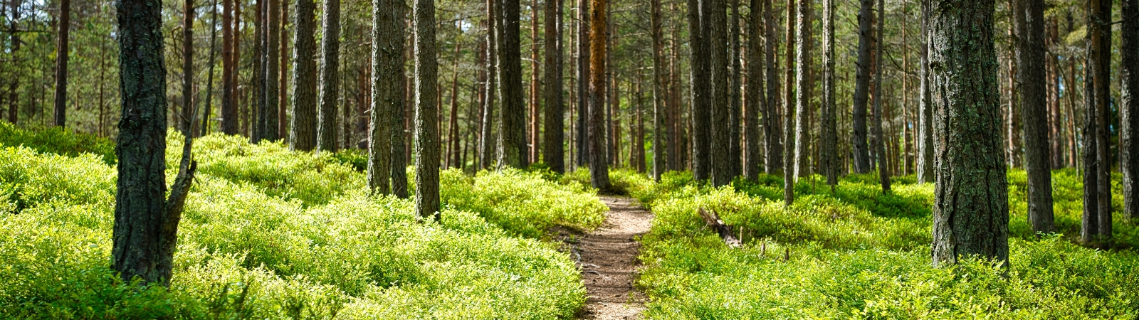 a photo of a hiking trail surrounded by trees and green grass