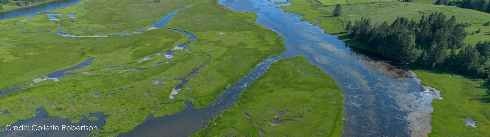 a aerial photo of a wetland. patches of green grass are separated by waterways, with a stand of coniferous trees visible on the right side