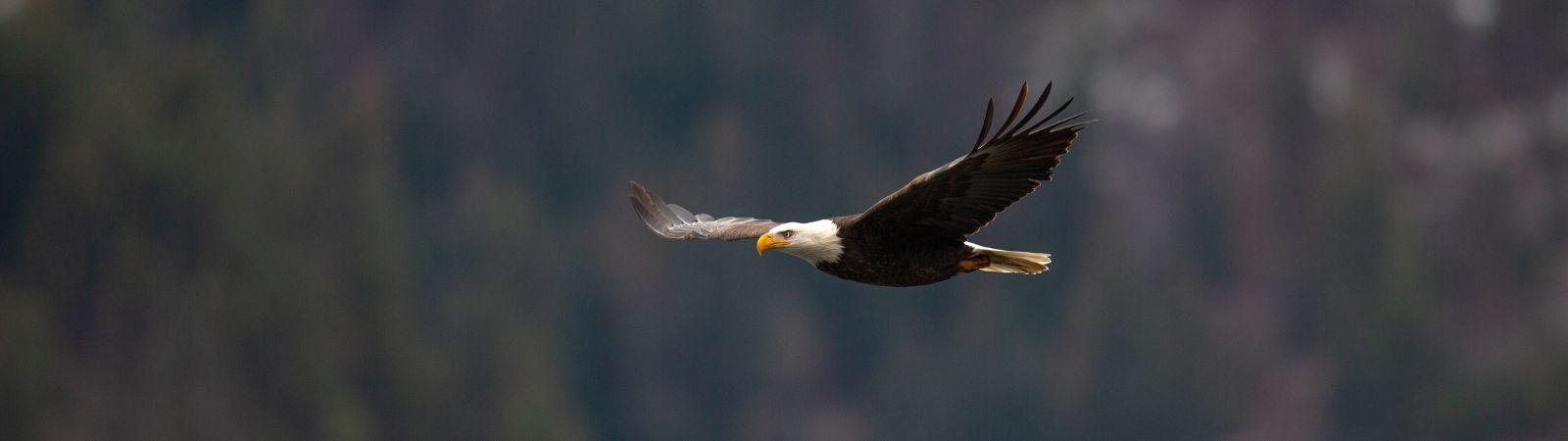 a bald eagle soaring through the air