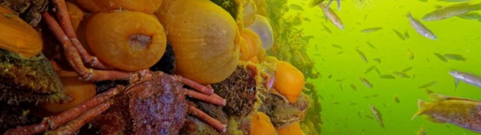 Underwater photo of a variety of fish, crustaceans and other marine life in slightly murky green water