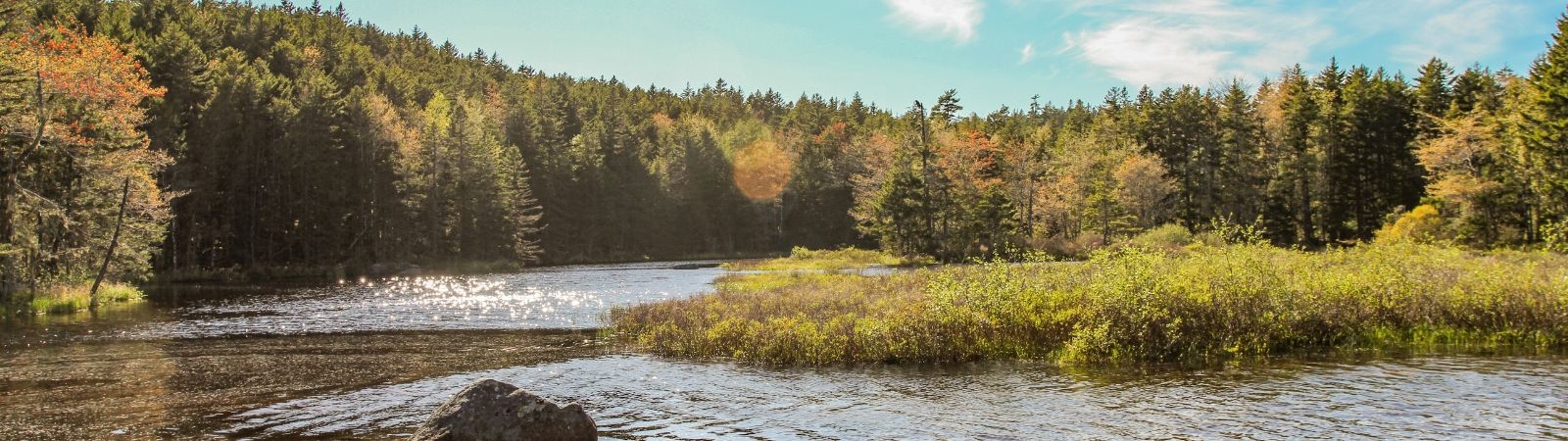 View of forest and water at Ingram River Wilderness Area