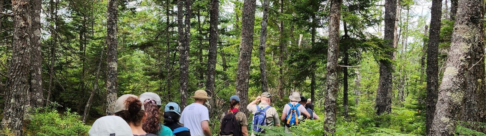 People hiking in a forest 
