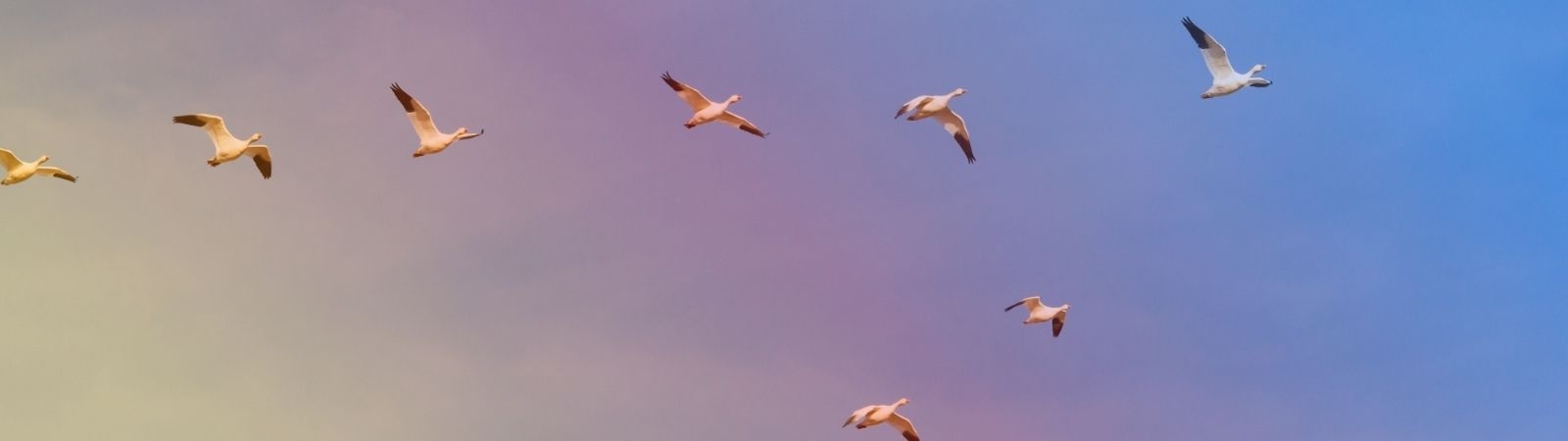 geese flying in V formation against a red-blue gradient backdrop