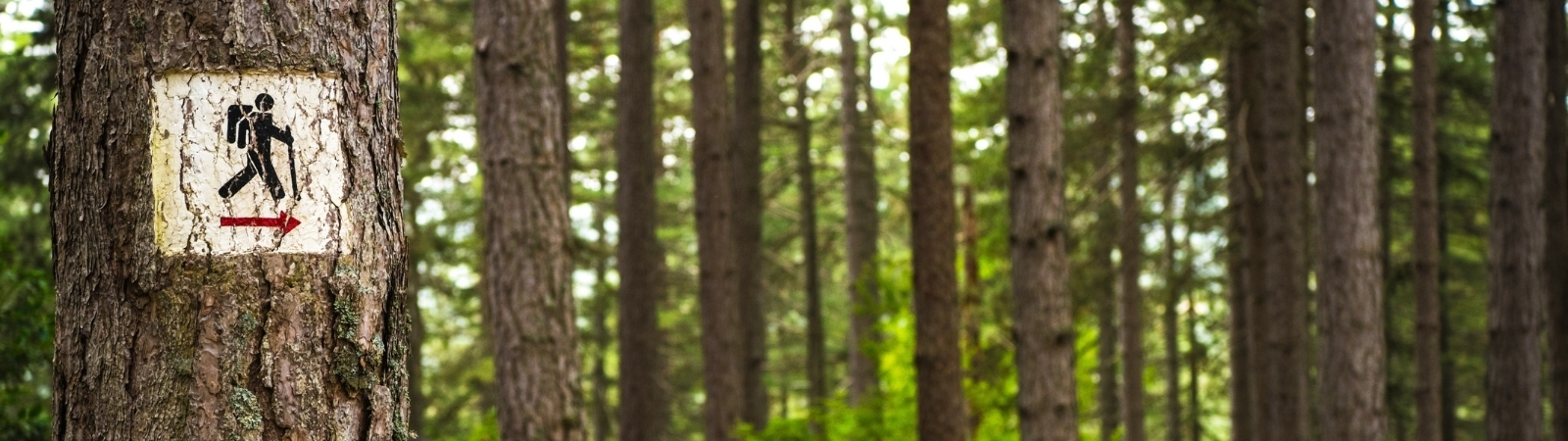 forest with one tree having a "trail this way" sign