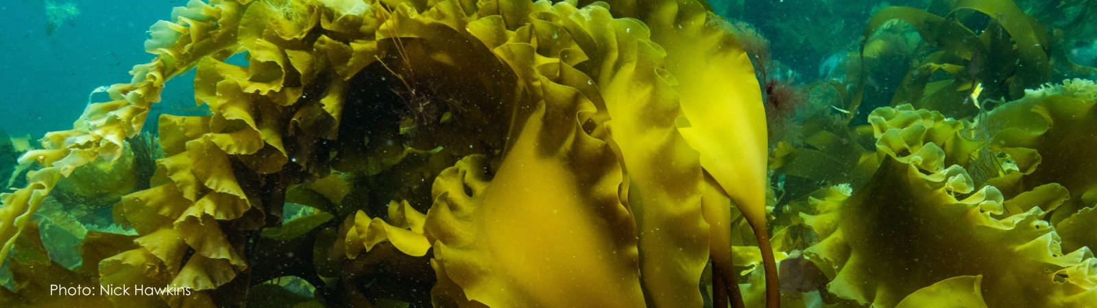 Knot of kelp fronds underwater