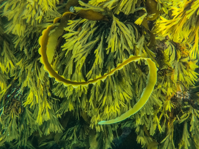 a photo of green seaweed fronds