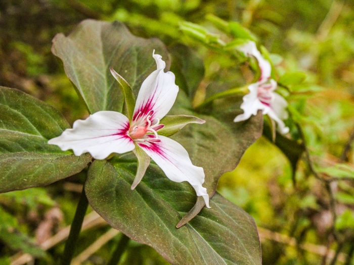 white and pink Painted Trillium flowers surrounded by green leaves