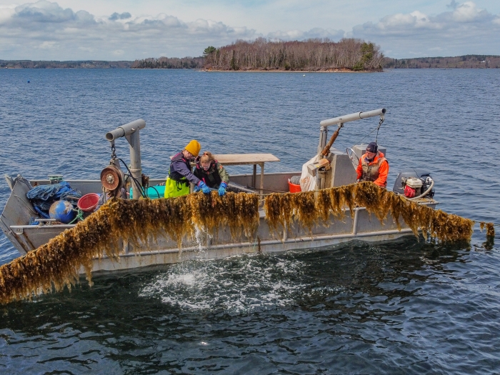 three people inspect a line of farmed kelp on a small boat