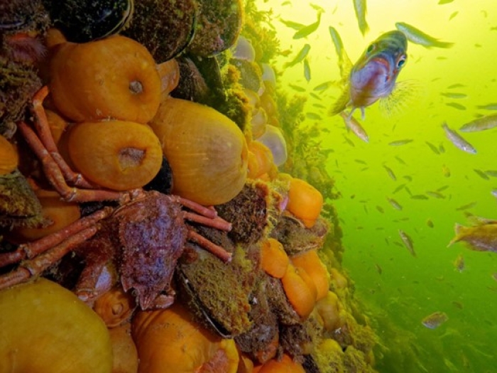 Underwater photo of a variety of fish, crustaceans and other marine life in slightly murky green water