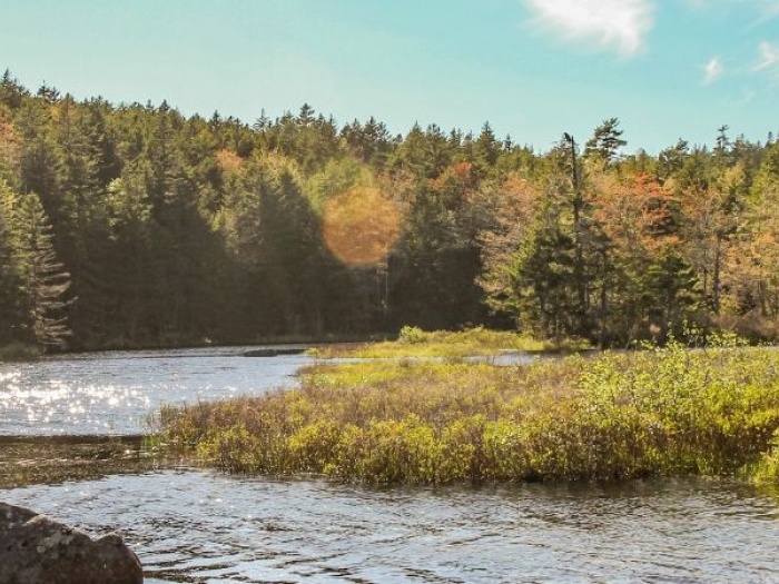 View of forest and water at Ingram River Wilderness Area