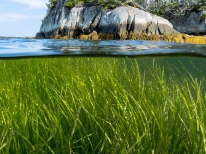 eelgrass panorama