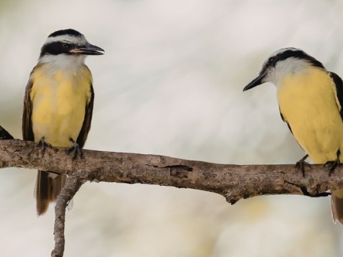 Two yellow birds sitting on a branch