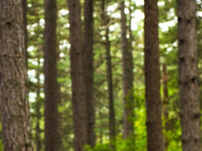 forest with one tree having a "trail this way" sign