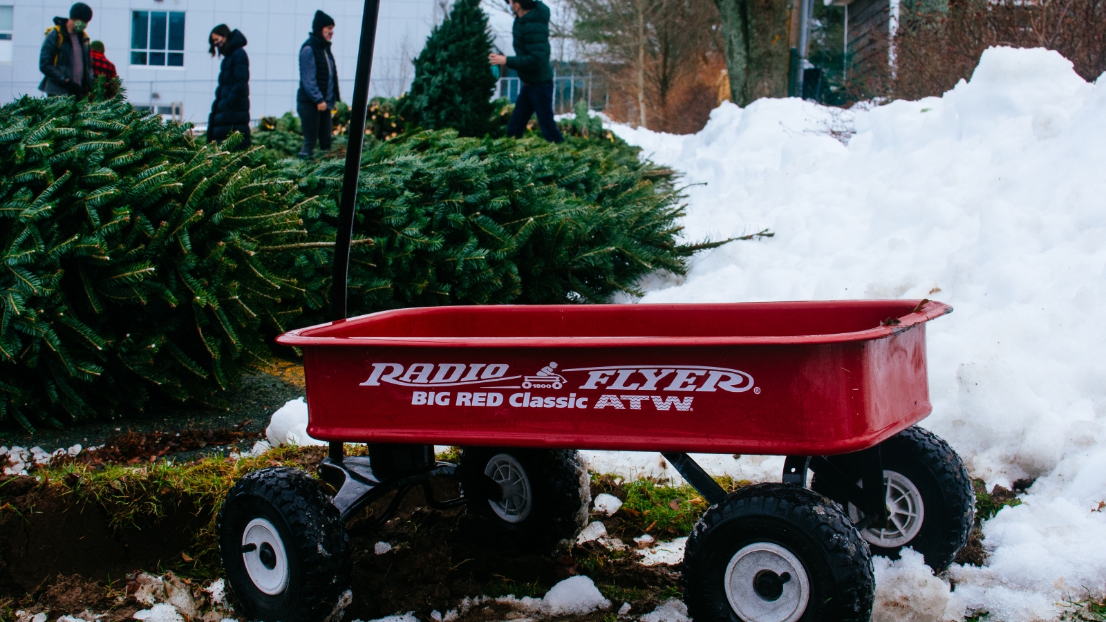 red wagon in front of green christmas trees